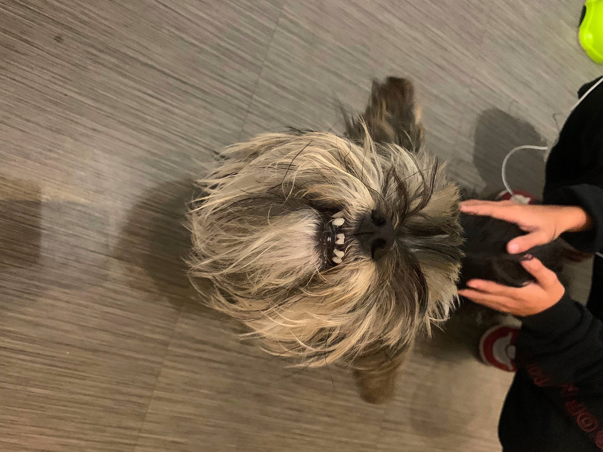 Luciole participe au concours pour gagner de l'argent avec cette photo : canidae, carnivore, companion_dog, dog, dog_breed, dog_supply, fashion_accessory, fawn, flooring, fur, grey, hardwood, liver, non_sporting_group, small_terrier, snout, sporting_group, toy_dog, wood, working_animal