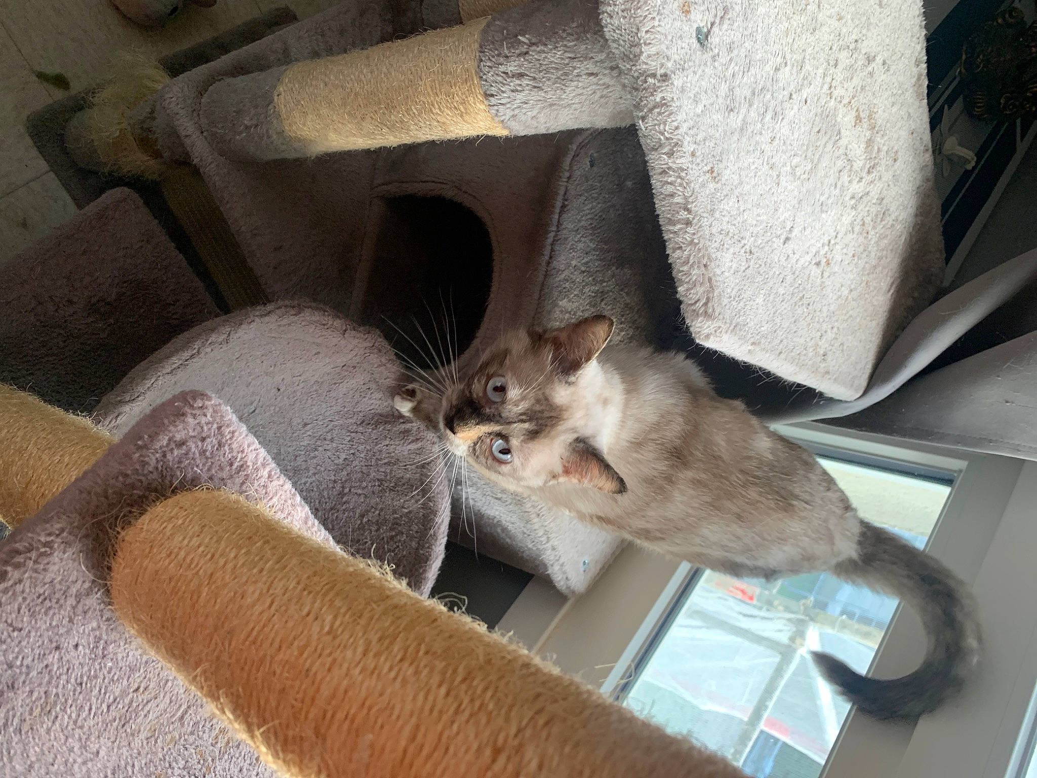 Oka participe au concours pour gagner de l'argent avec cette photo : carnivore, cat, comfort, domestic_short_haired_cat, fawn, felidae, fur, grey, hardwood, metal, russian_blue, small_to_medium_sized_cats, tail, whiskers, wood