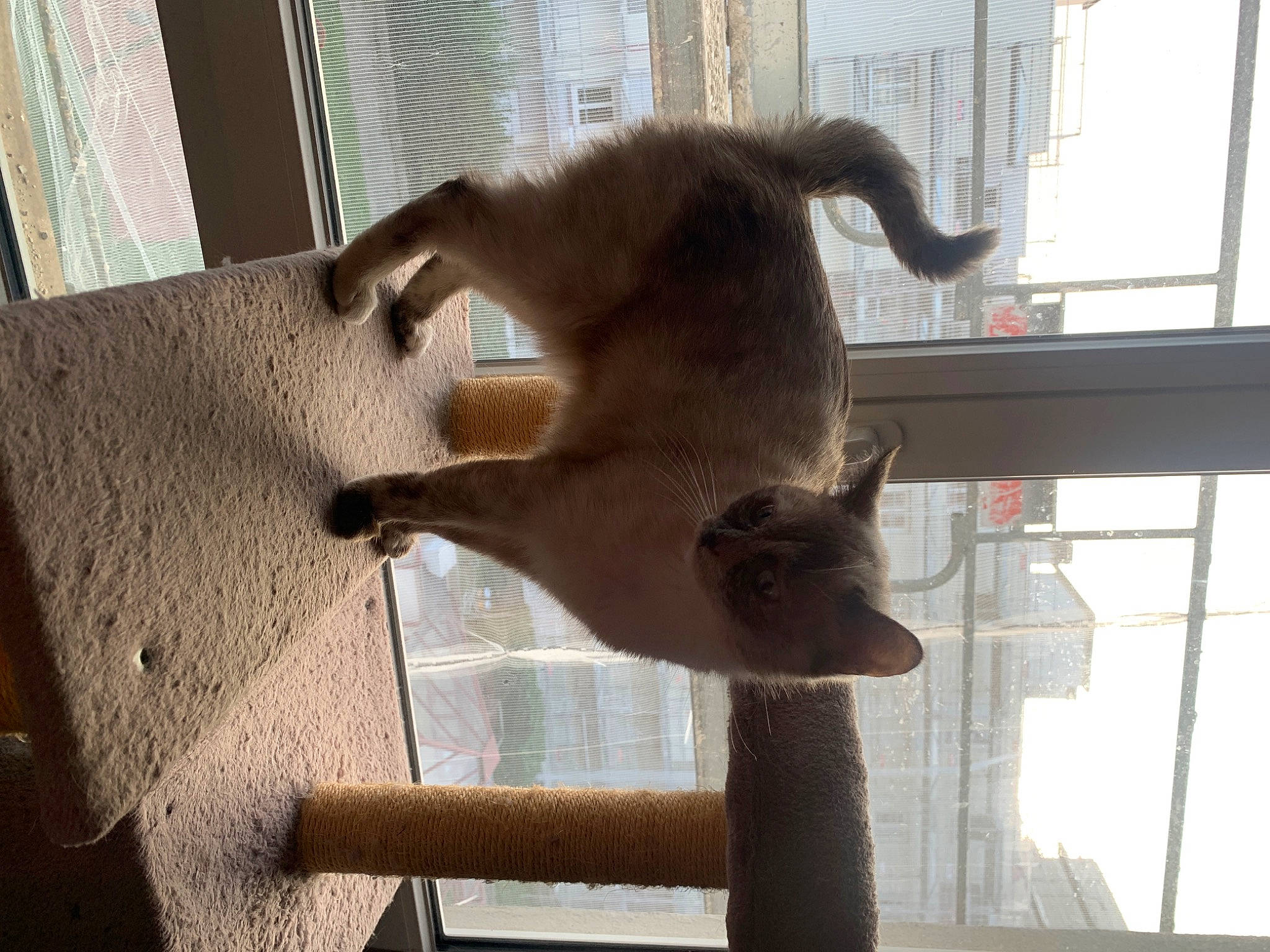 Oka participe au concours pour gagner de l'argent avec cette photo : balinese, carnivore, cat, cat_supply, domestic_short_haired_cat, fawn, felidae, fur, pet_supply, shade, siamese, small_to_medium_sized_cats, snout, tail, terrestrial_animal, tonkinese, vertebrate, whiskers, window, wood