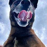 Sam participe au concours pour gagner de l'argent avec cette photo : dog, pet, animal, portrait, close_up, low_angle, tongue, happy, smiling, open_mouth, teeth, ears, fur, brown_fur, black_fur, outdoor, sky, clouds, funny, canine