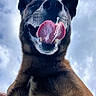 dog, pet, animal, portrait, close_up, low_angle, tongue, happy, smiling, open_mouth, teeth, ears, fur, brown_fur, black_fur, outdoor, sky, clouds, funny, canine