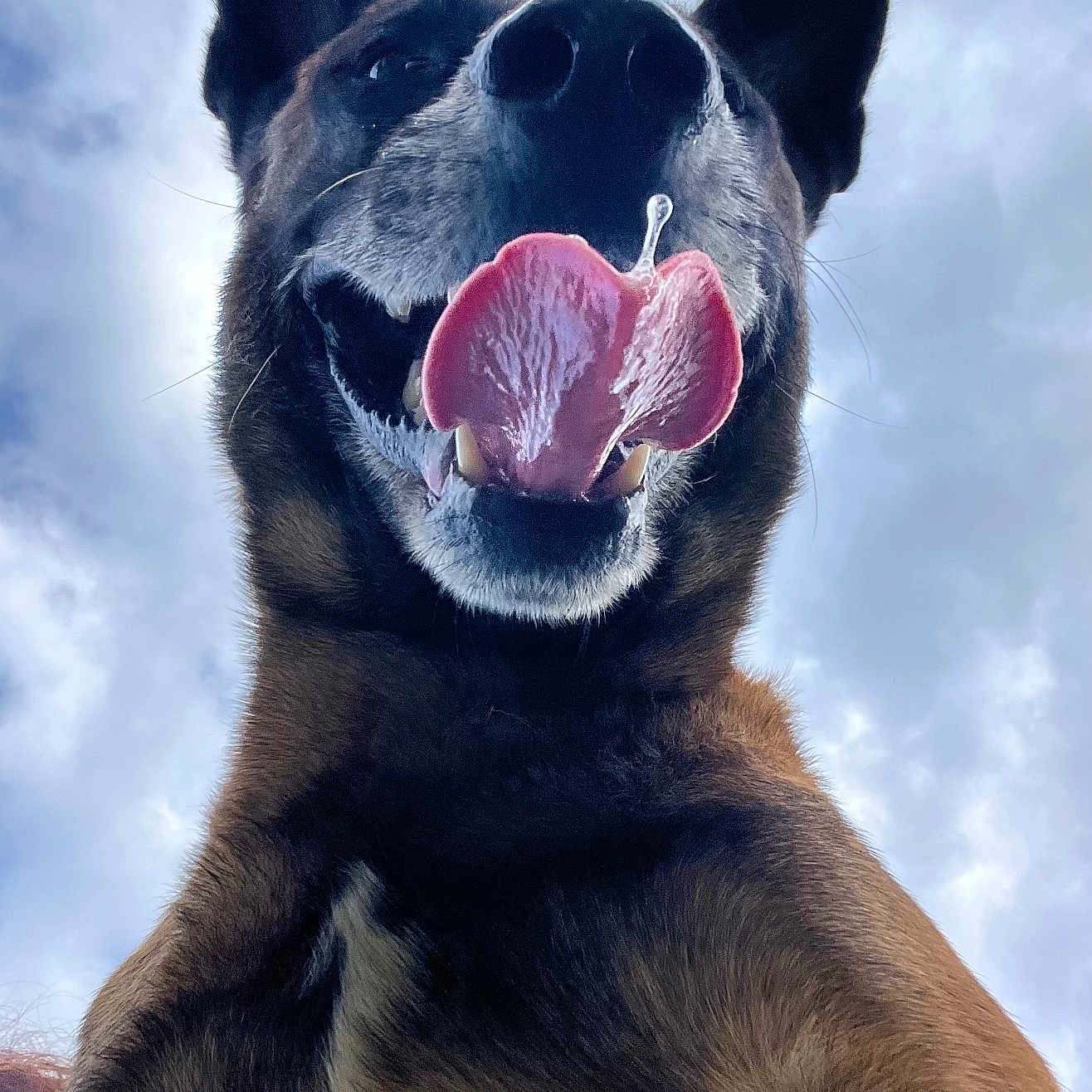 Sam participe au concours pour gagner de l'argent avec cette photo : dog, pet, animal, portrait, close_up, low_angle, tongue, happy, smiling, open_mouth, teeth, ears, fur, brown_fur, black_fur, outdoor, sky, clouds, funny, canine