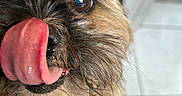 Raja participe au concours pour gagner de l'argent avec cette photo : animal, brown_fur, canine, close_up, cute, dog, expression, eye, floor, fur, indoor, muzzle, nose, pet, playful, scruffy, tile, tongue, tongue_out, whiskers