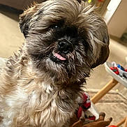 Raja participe au concours pour gagner de l'argent avec cette photo : dog, pet, shih_tzu, portrait, close_up, tongue_out, fur, brown_fur, black_nose, eyes, indoor, living_room, carpet, toy, plush_toy, furniture, television, bokeh_lights, cute, playful