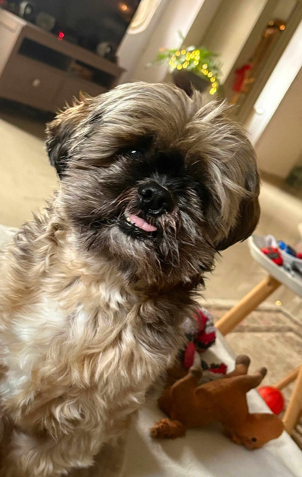 Raja participe au concours pour gagner de l'argent avec cette photo : dog, pet, shih_tzu, portrait, close_up, tongue_out, fur, brown_fur, black_nose, eyes, indoor, living_room, carpet, toy, plush_toy, furniture, television, bokeh_lights, cute, playful