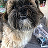 Raja participe au concours pour gagner de l'argent avec cette photo : animal, background, canine, close_up, companionship, cute, dog, domestic, face, fluffy, friendly, fur, happy, household, indoor, pet, portrait, smiling, table, teeth