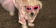 Abigail is registered to the contest to win money with this photo: accessories, animal, canine, clothing, coat, cockerspaniel, costume, dog, dress, face, glasses, head, person, pet, photography, poodle, portrait, puppy, sunglasses, whitedog
