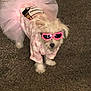 accessories, animal, canine, clothing, coat, cockerspaniel, costume, dog, dress, face, glasses, head, person, pet, photography, poodle, portrait, puppy, sunglasses, whitedog