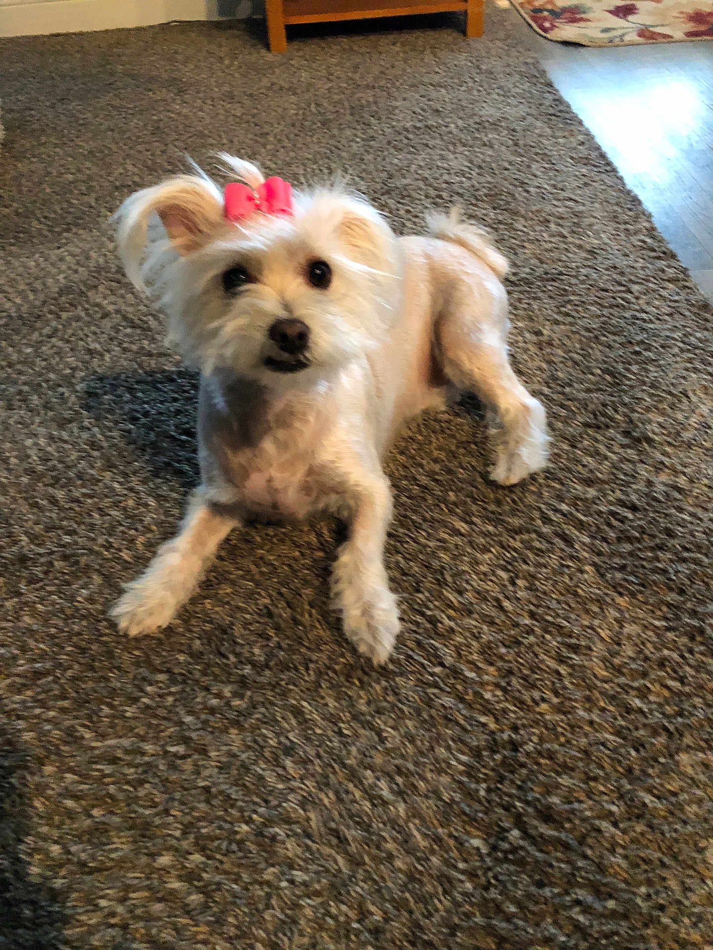 Abigail joined the competition — help win amazing prizes! accessories, affenpinscher, animal, ball, canine, cockerspaniel, couch, dog, eskimodog, furniture, homedecor, leash, papillon, pet, poodle, puppy, rug, strap, terrier, whitedog