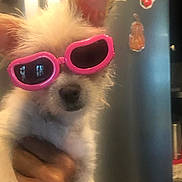 Abigail joined the competition — help win amazing prizes! accessories, adult, animal, canine, dog, face, glasses, goggles, head, insect, invertebrate, male, man, person, pet, photography, portrait, puppy, sunglasses, whitedog