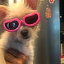accessories, adult, animal, canine, dog, face, glasses, goggles, head, insect, invertebrate, male, man, person, pet, photography, portrait, puppy, sunglasses, whitedog