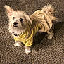 Abigail joined the competition — help win amazing prizes! accessories, animal, canine, clothing, coat, cockerspaniel, dog, eskimodog, face, head, jacket, papillon, person, pet, photography, plate, portrait, puppy, terrier, whitedog