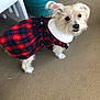 Abigail is registered to the contest to win money with this photo: accessories, animal, canine, clothing, coat, costume, dog, face, formalwear, head, person, pet, photography, plant, portrait, puppy, tartan, terrier, tie, whitedog