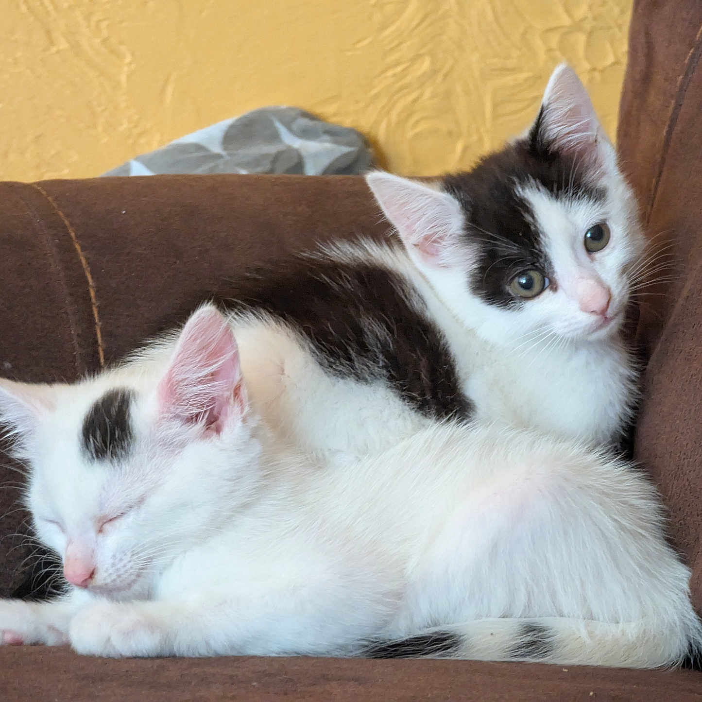 Dozeydippy joined the competition — help win amazing prizes! animal, black_and_white, brown_couch, cat, companion, couch, cozy, curious, cute, domestic_cat, ears, fur, indoor, kitten, pet, resting, sleeping, soft, whiskers, young_cat