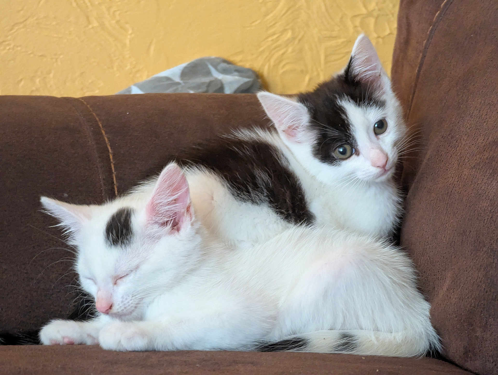 Dozeydippy joined the competition — help win amazing prizes! kitten, cat, sleeping, couch, brown_couch, black_and_white, fur, pet, indoor, resting, cute, animal, young_cat, curious, cozy, domestic_cat, soft, whiskers, ears, companion