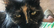 Prince joined the competition — help win amazing prizes! cat, tortoiseshell_cat, pet, animal, indoor, floor, tile_floor, person, legs, footwear, crocs, lap, fur, whiskers, ears, yellow_eyes, relaxed, closeup, home, casual