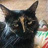 cat, tortoiseshell_cat, pet, animal, indoor, floor, tile_floor, person, legs, footwear, crocs, lap, fur, whiskers, ears, yellow_eyes, relaxed, closeup, home, casual