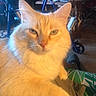 Prince is registered to the contest to win money with this photo: cat, orange_cat, fluffy, indoor, lap, pet, feline, animal, resting, looking_at_camera, walker, furniture, person, home, cozy, close_up, whiskers, ears, eyes, nose
