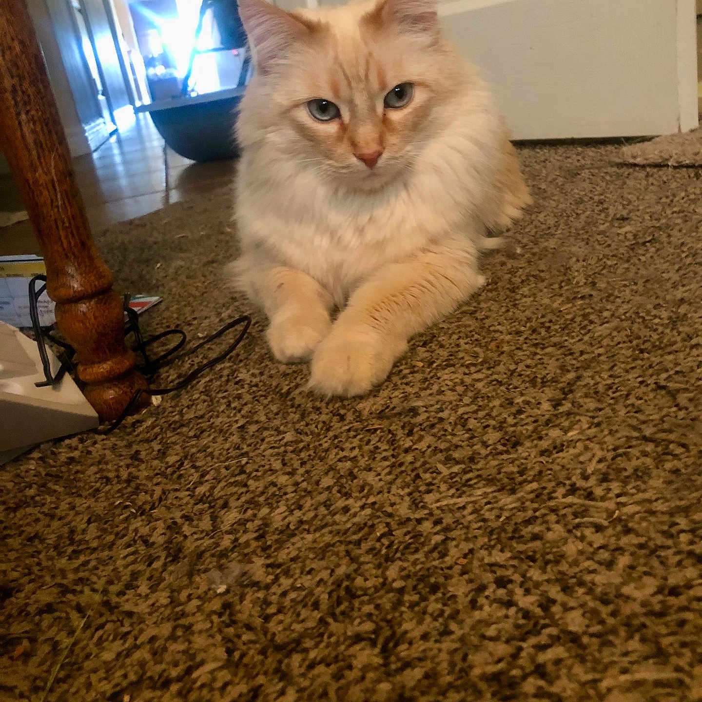 Prince is registered to the contest to win money with this photo: cat, fluffy, carpet, indoor, blue_eyes, door, hallway, furniture_leg, focused, pet, animal, domestic, relaxed, light, shadow, floor, home, cute, looking, resting