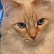 Prince joined the competition — help win amazing prizes! cat, fluffy, cream_colored, blue_eyes, close_up, portrait, indoor, pet, animal, feline, lock_screen, time_display, date_display, phone_interface, whiskers, ears, paws, fur, cute, domestic_animal