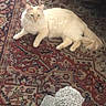 Prince joined the competition — help win amazing prizes! cat, fluffy_cat, cream_colored, oriental_rug, patterned_rug, indoor, scratching_post, pet, animal, feline, resting, looking_at_camera, home, carpet, soft_fur, domestic_cat, floor, relaxed, curious, long_tail