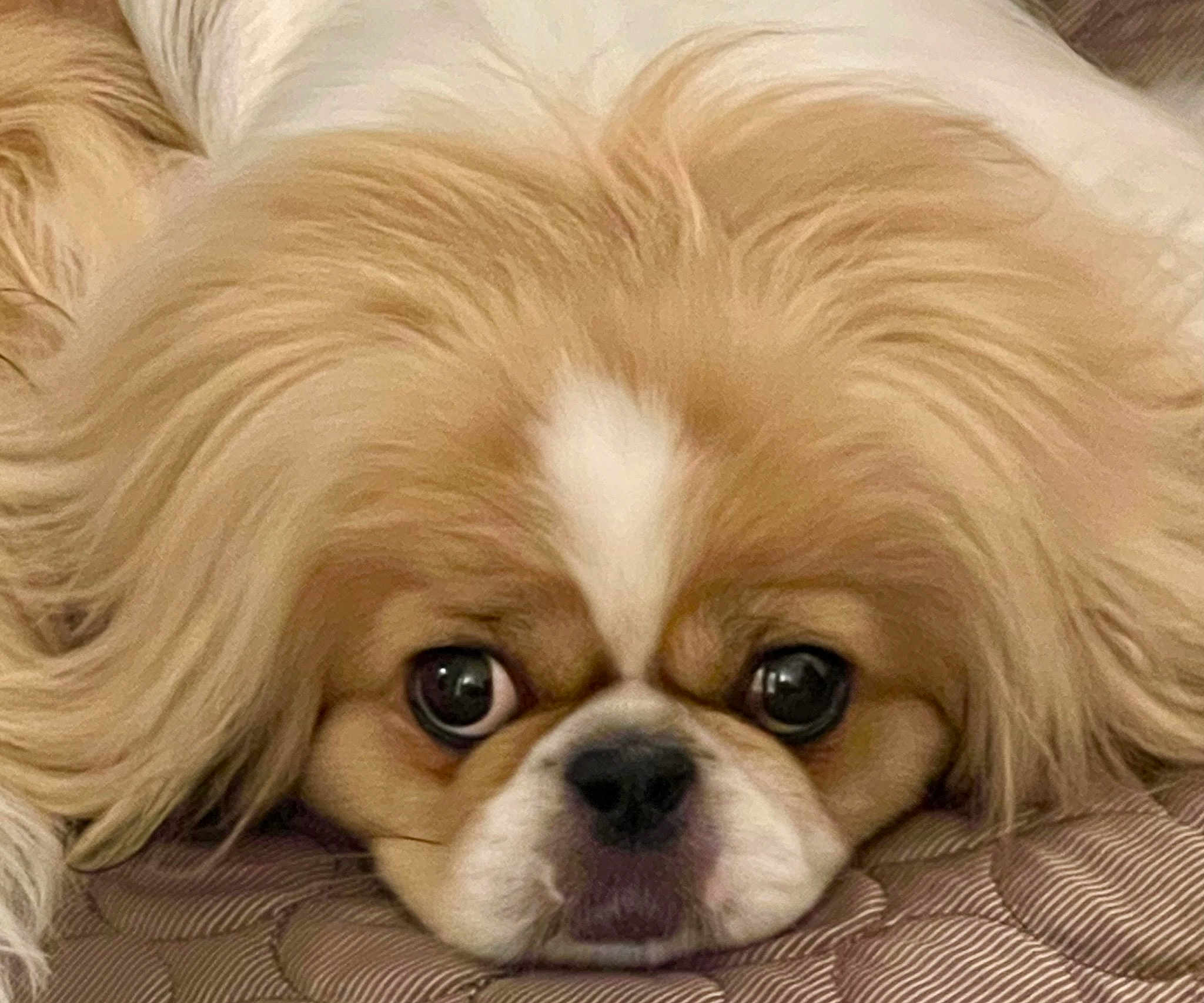Mushu
