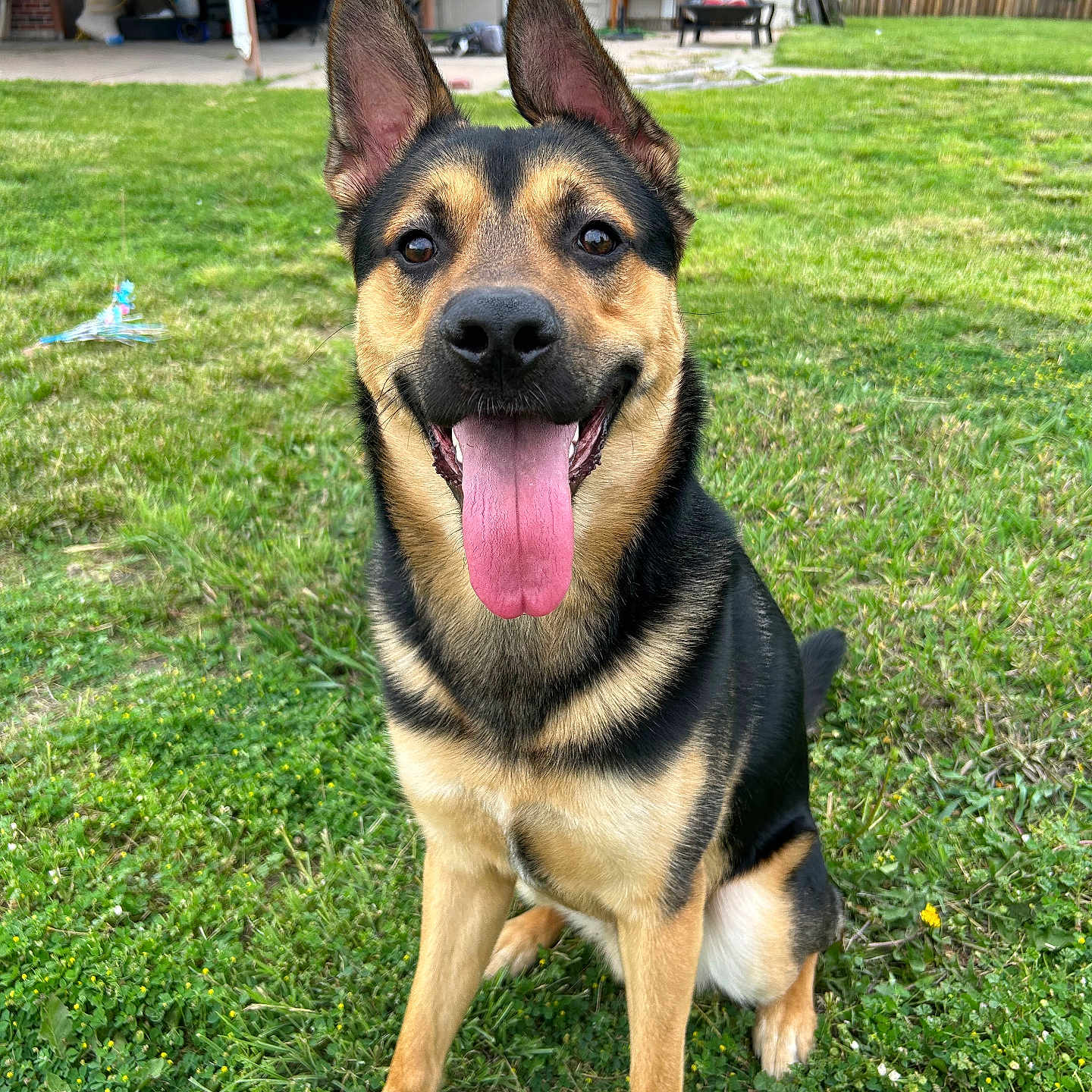 Loki joined the competition — help win amazing prizes! animal, architecture, backyard, bench, building, canine, chair, desk, dog, furniture, germanshepherd, grass, nature, outdoors, pet, plant, puppy, shelter, table, yard