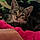 Castiel