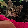 Castiel joined the competition — help win amazing prizes! animal, blanket, camouflage, cat, closeup, couch, cozy, cute, domestic, ears, fur, hand, indoor, kitten, paw, pet, pink, resting, sleepy, soft