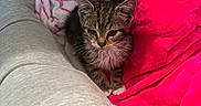 Castiel joined the competition — help win amazing prizes! animal, cat, cozy, curious, cute, fabric, fur, gray_pants, household, indoor, kitten, one_eye_closed, pet, pink_blanket, pink_slippers, resting, small_animal, soft, tabby, towel