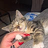 Castiel joined the competition — help win amazing prizes! animal, blanket, closeup, cozy, cute, domestic_cat, feline, gray_fabric, hand, human_hand, indoor, kitten, paw, pet, red_nails, relaxation, resting, sleeping, soft, tabby_cat