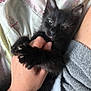 black_kitten, cat, kitten, paw, hand, bed, blanket, towel, sleepy, cute, pet, animal, feline, claws, resting, cozy, indoor, soft, fur, human_hand