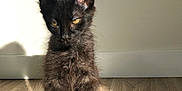 Zuko is registered to the contest to win money with this photo: kitten, cat, black_cat, pet, animal, feline, indoor, floor, wooden_floor, sunlight, shadow, curious, young, fur, ears, whiskers, cute, domestic_animal, sitting, yellow_eyes