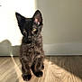 kitten, cat, black_cat, pet, animal, feline, indoor, floor, wooden_floor, sunlight, shadow, curious, young, fur, ears, whiskers, cute, domestic_animal, sitting, yellow_eyes