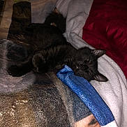 Zuko is registered to the contest to win money with this photo: black_cat, kitten, sleeping, blanket, cozy, fur, pet, indoor, cute, resting, animal, soft, comfort, warm, relaxed, feline, close_up, nap, domestic_cat, bed