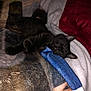 black_cat, kitten, sleeping, blanket, cozy, fur, pet, indoor, cute, resting, animal, soft, comfort, warm, relaxed, feline, close_up, nap, domestic_cat, bed