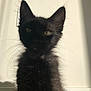 black_cat, kitten, pet, feline, fur, whiskers, ears, indoor, sunlight, shadow, wall, curious, animal, mammal, young, portrait, closeup, cute, domestic, sitting