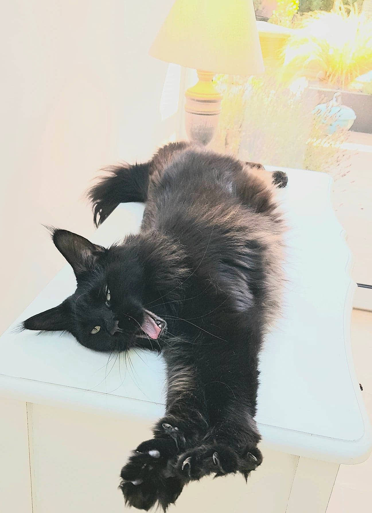 Minuit participe au concours pour gagner de l'argent avec cette photo : black_cat, carnivore, cat, claw, felidae, fur, kitten, maine_coon, norwegian_forest_cat, paw, small_to_medium_sized_cats, tail, whiskers