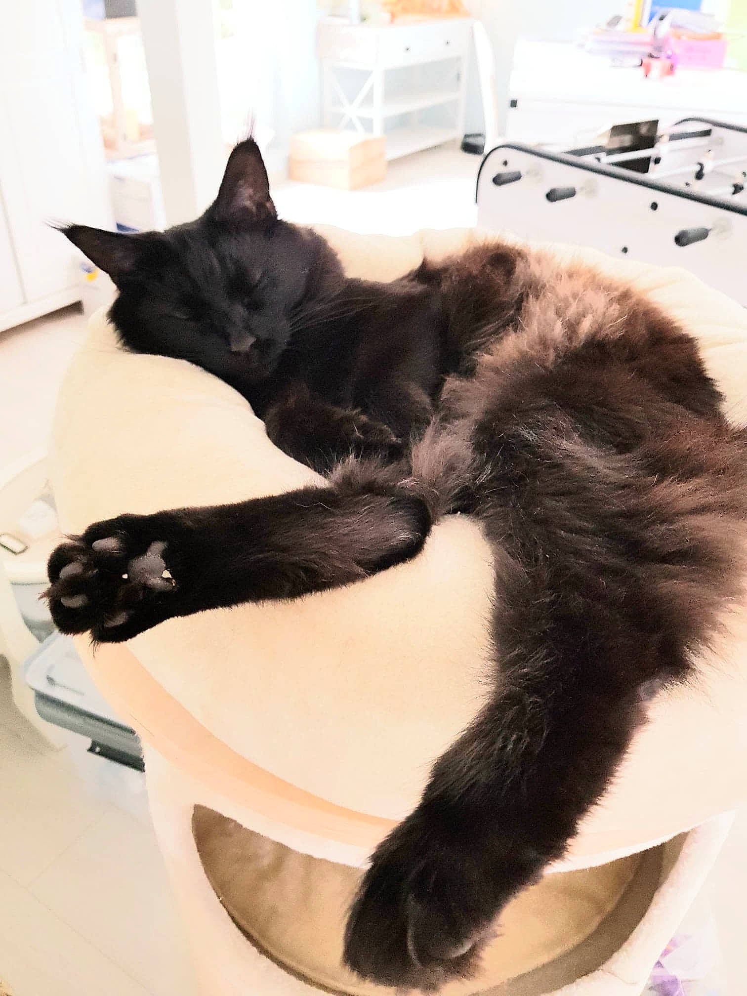 Minuit a rejoint le concours — aidez-le/la à gagner de superbes lots ! black_cat, carnivore, cat, claw, domestic_short_haired_cat, ear, felidae, fur, kitten, leg, room, small_to_medium_sized_cats, tail, whiskers