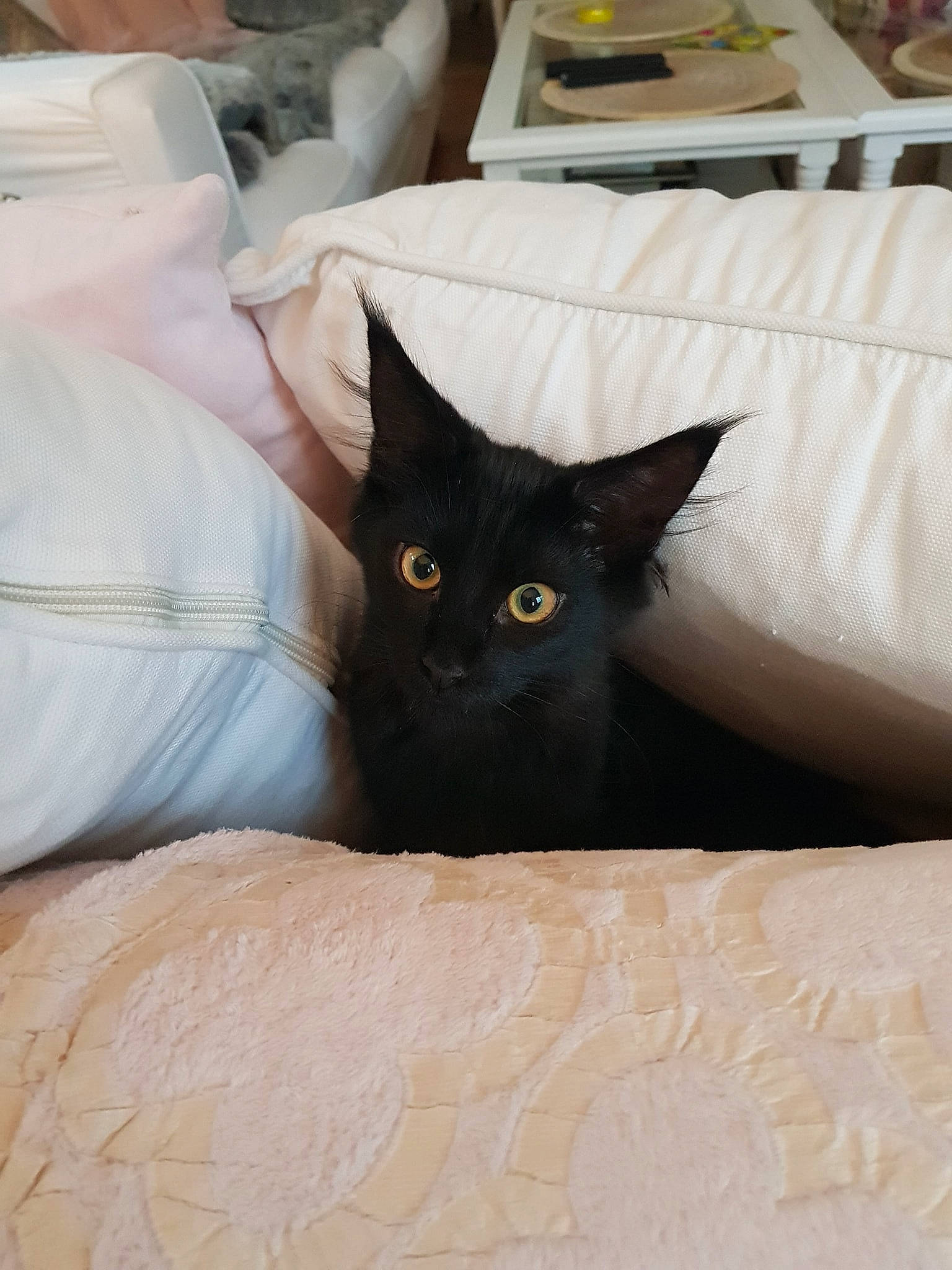 Minuit a rejoint le concours — aidez-le/la à gagner de superbes lots ! asian, bed, black, black_cat, burmese, carnivore, cat, felidae, furniture, kitten, linens, room, small_to_medium_sized_cats, whiskers