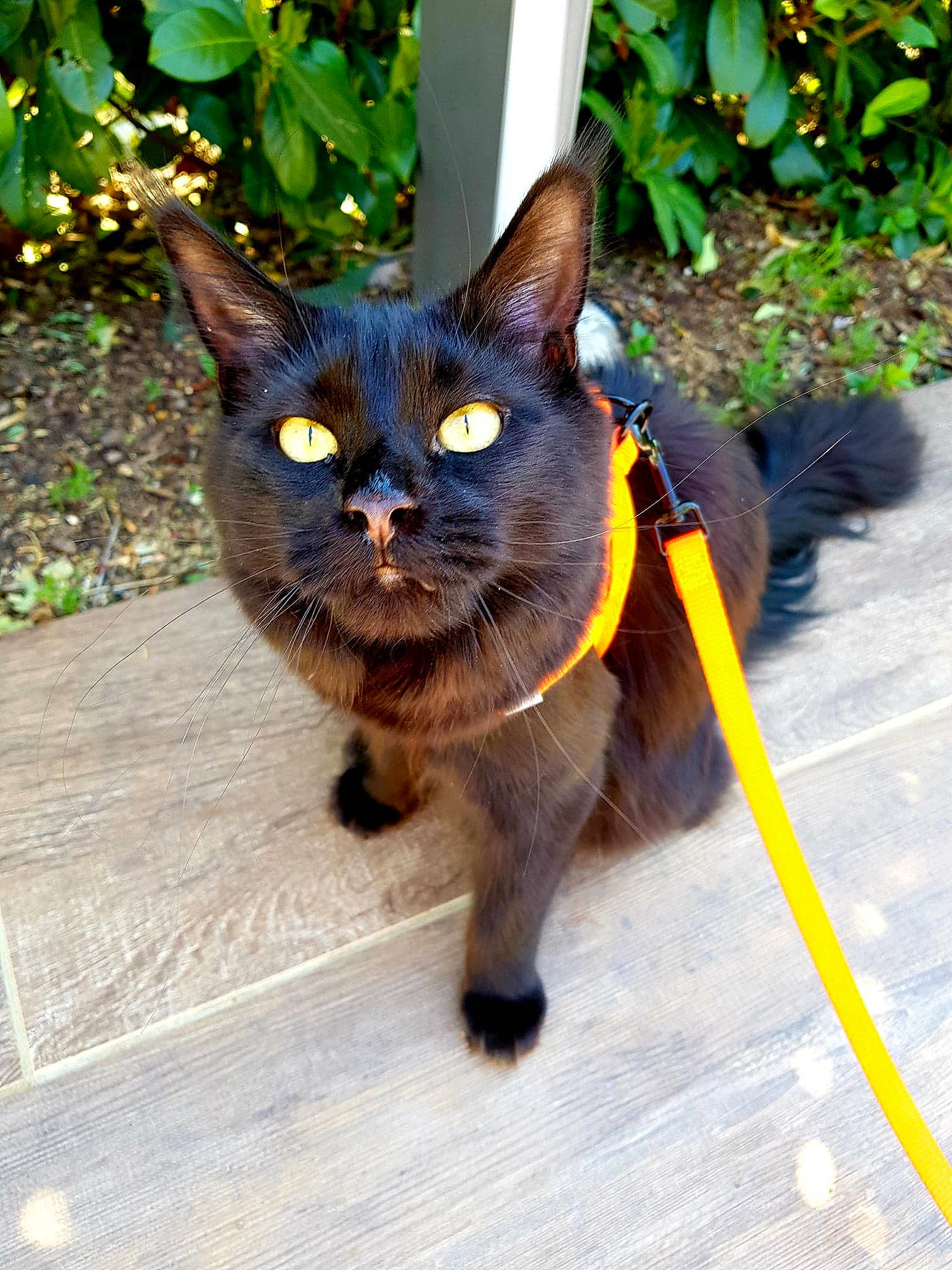 Minuit a rejoint le concours — aidez-le/la à gagner de superbes lots ! asian, black_cat, bombay, burmese, carnivore, cat, domestic_short_haired_cat, fawn, felidae, german_rex, havana_brown, korat, mammal, small_to_medium_sized_cats, snout, tail, vertebrate, whiskers