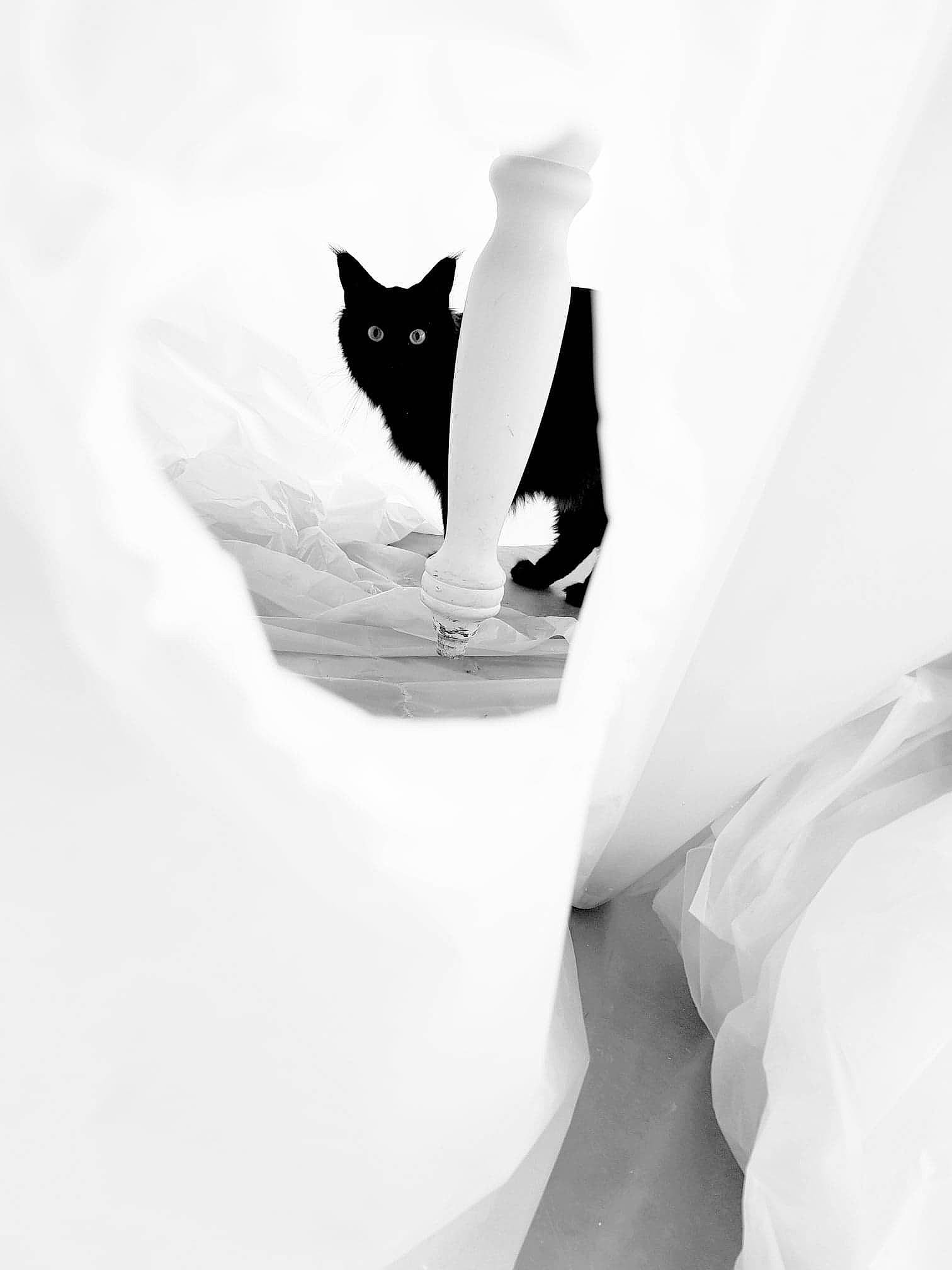 Minuit a rejoint le concours — aidez-le/la à gagner de superbes lots ! black, black_and_white, black_cat, carnivore, cat, felidae, illustration, leg, monochrome, monochrome_photography, paper, paper_product, photography, small_to_medium_sized_cats, stock_photography, style, tail, toilet_paper, whiskers, white