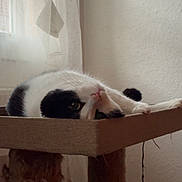 Skittles participe au concours pour gagner de l'argent avec cette photo : cat, black_and_white, cat_tree, upside_down, relaxed, indoor, furniture, curtains, window, natural_light, pet, whiskers, cozy, resting, animal, home, soft_light, scratching_post, fur, cute