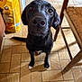 dog, black_dog, pet, indoor, tile_floor, wooden_chair, dog_food_bag, curious, looking_up, animal, floor, paws, canine, domestic_animal, close_up, companion, young_dog, home, brown, fur