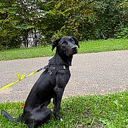 Rouge participe au concours pour gagner de l'argent avec cette photo : dog, black_dog, animal, pet, grass, leash, harness, outdoor, nature, path, tree, greenery, sitting, alert, curious, canine, park, daylight, fur, mammal