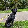 dog, black_dog, animal, pet, grass, leash, harness, outdoor, nature, path, tree, greenery, sitting, alert, curious, canine, park, daylight, fur, mammal