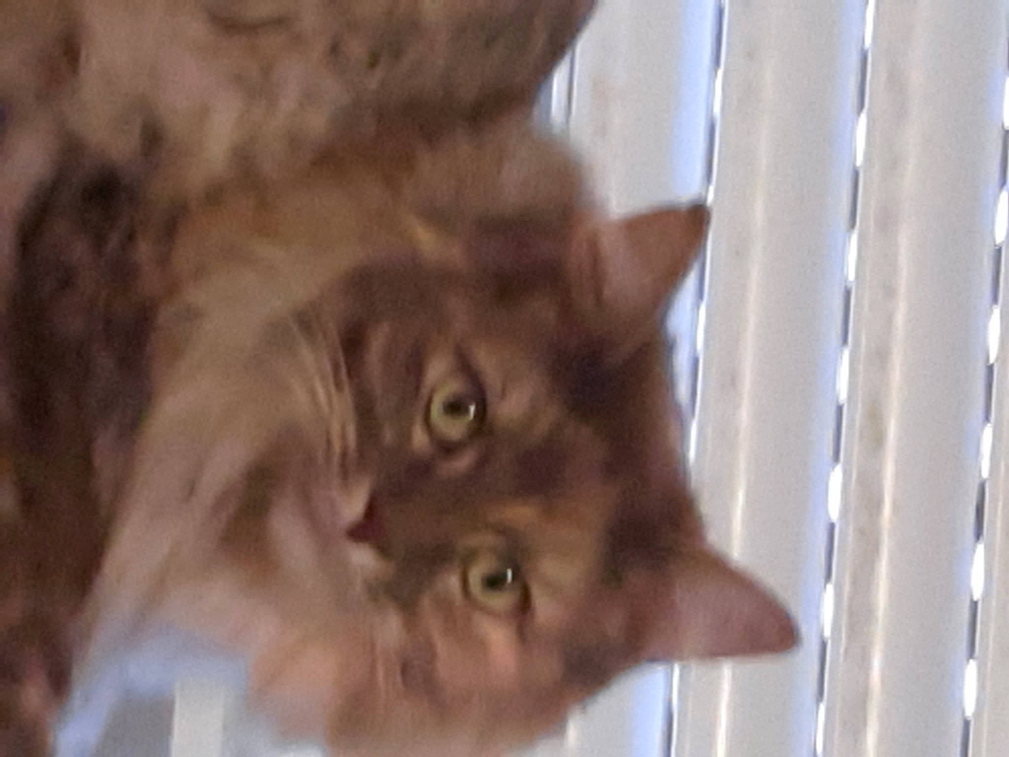 Déesse a rejoint le concours — aidez-le/la à gagner de superbes lots ! canidae, carnivore, cat, dog_breed, domestic_short_haired_cat, ear, fawn, felidae, fur, liver, small_to_medium_sized_cats, snout, tail, terrestrial_animal, whiskers, wildlife, wood