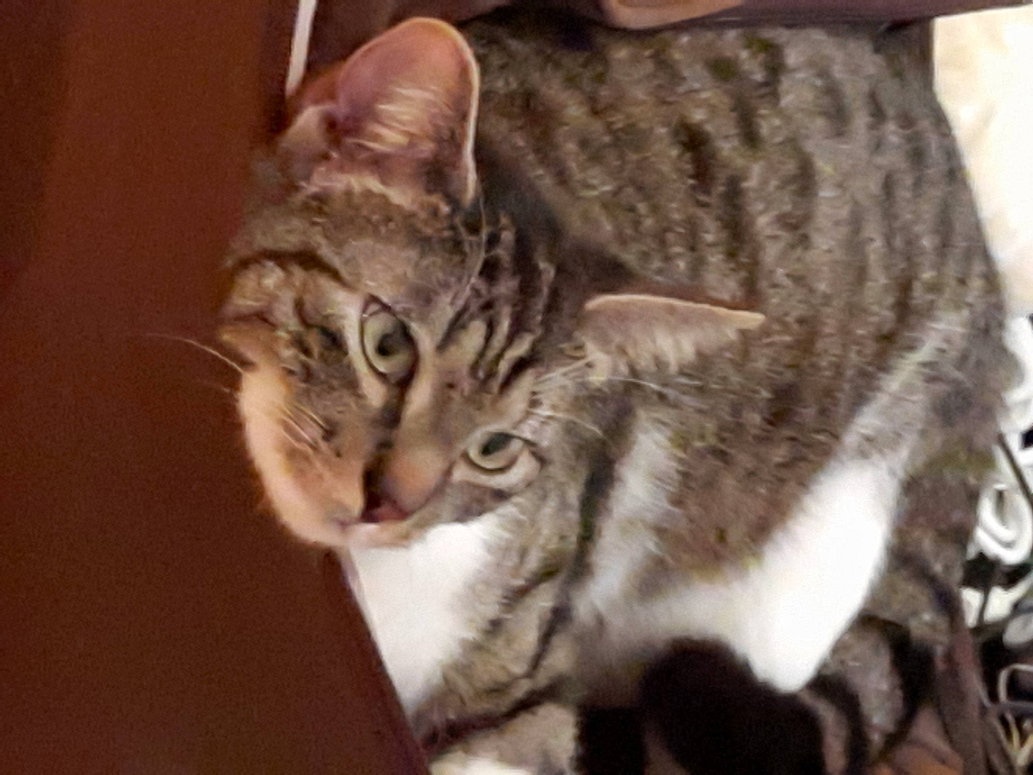 Boyingtone a rejoint le concours — aidez-le/la à gagner de superbes lots ! carnivore, cat, domestic_short_haired_cat, felidae, fur, paw, small_to_medium_sized_cats, snout, terrestrial_animal, whiskers, wildlife