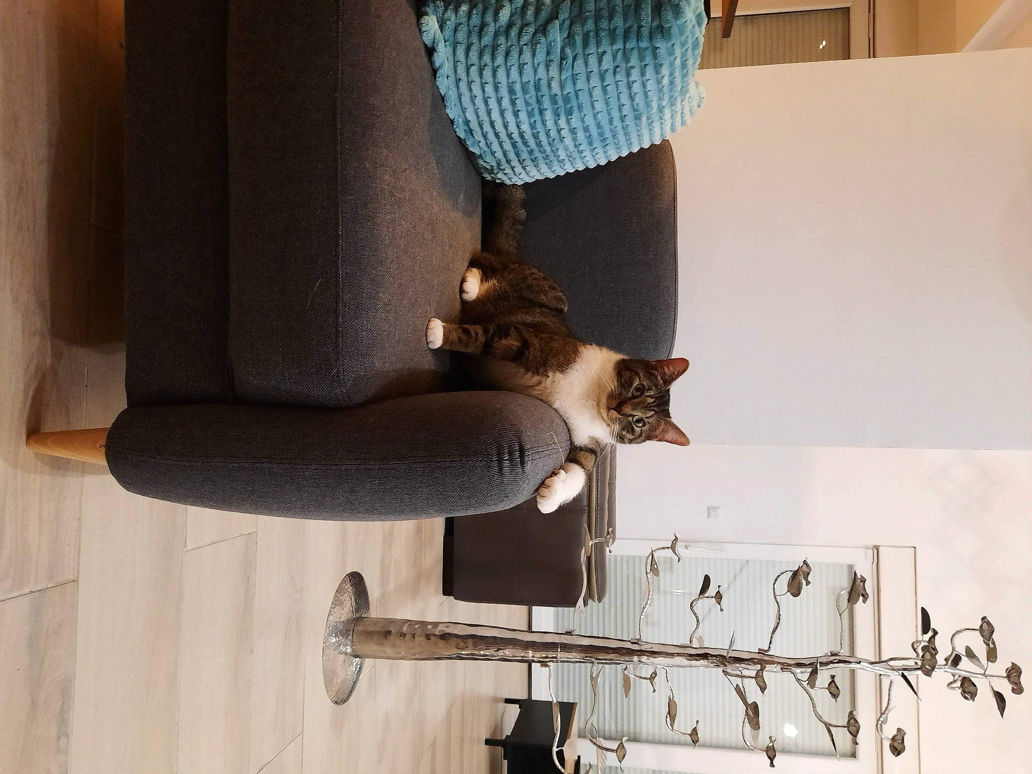 Boyingtone participe au concours pour gagner de l'argent avec cette photo : curtain, door, elbow, felidae, flooring, foot, grey, hardwood, human_body, human_leg, knee, room, sleeve, small_to_medium_sized_cats, sportswear, street_fashion, textile, thigh, waist, wood