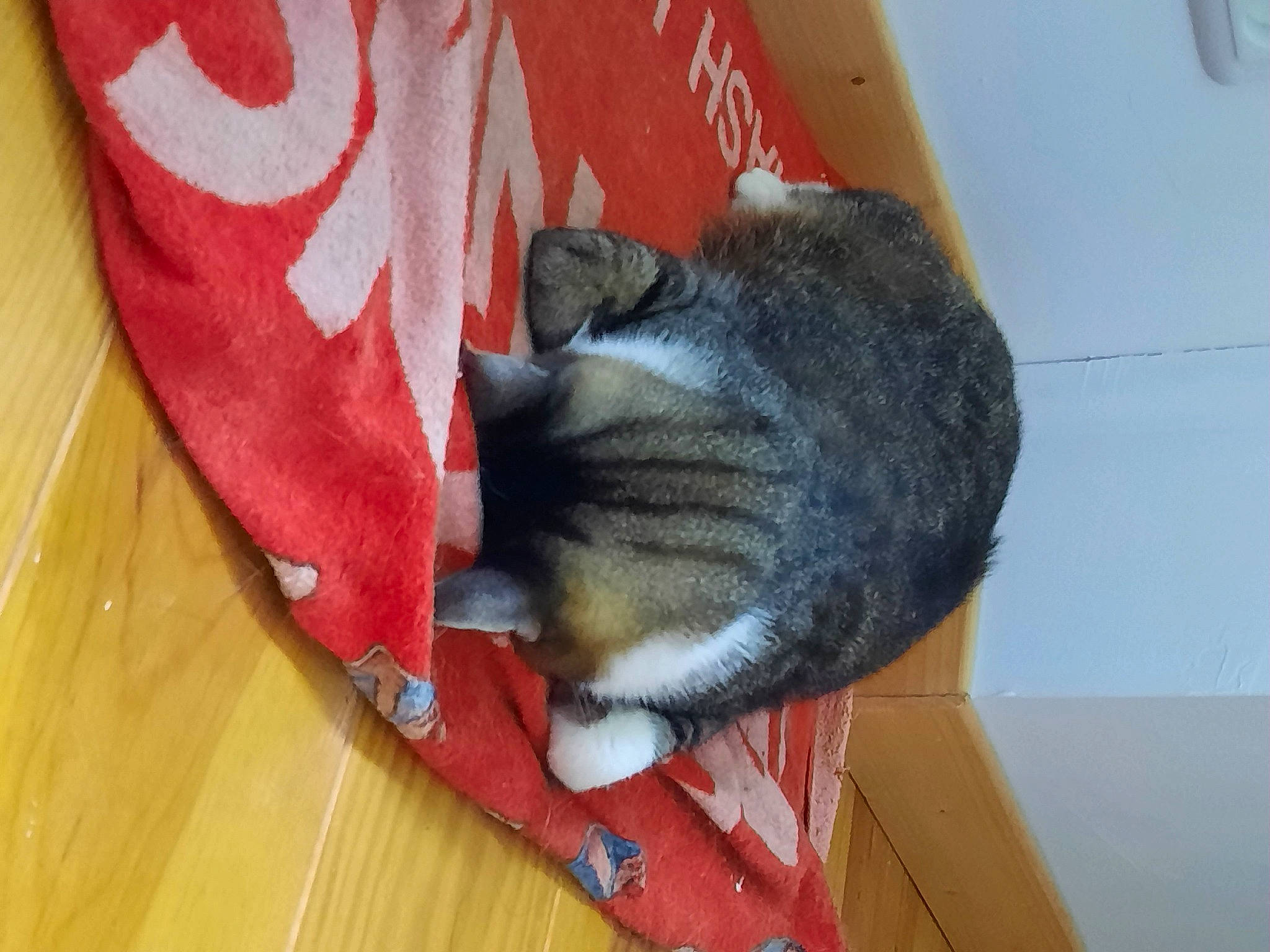 Boyingtone a rejoint le concours — aidez-le/la à gagner de superbes lots ! box, carmine, carnivore, cat, domestic_short_haired_cat, felidae, flooring, fur, grey, hardwood, small_to_medium_sized_cats, snout, tail, whiskers, wood